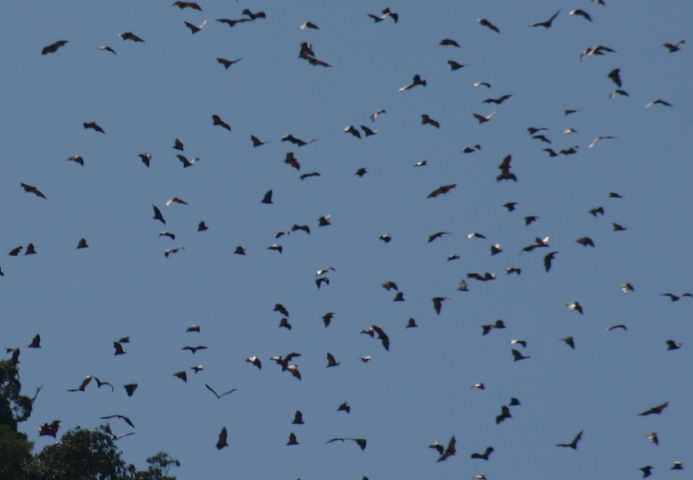 Ko Dam Khwan Flying Foxes by Claire